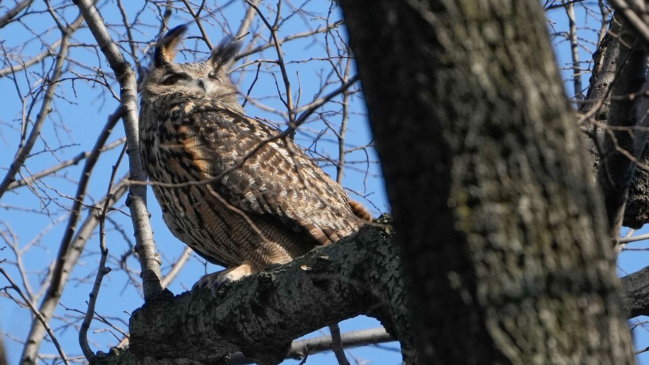 flaco-the-owl-died-with-rat-poison-in-his-system,-zoo-says