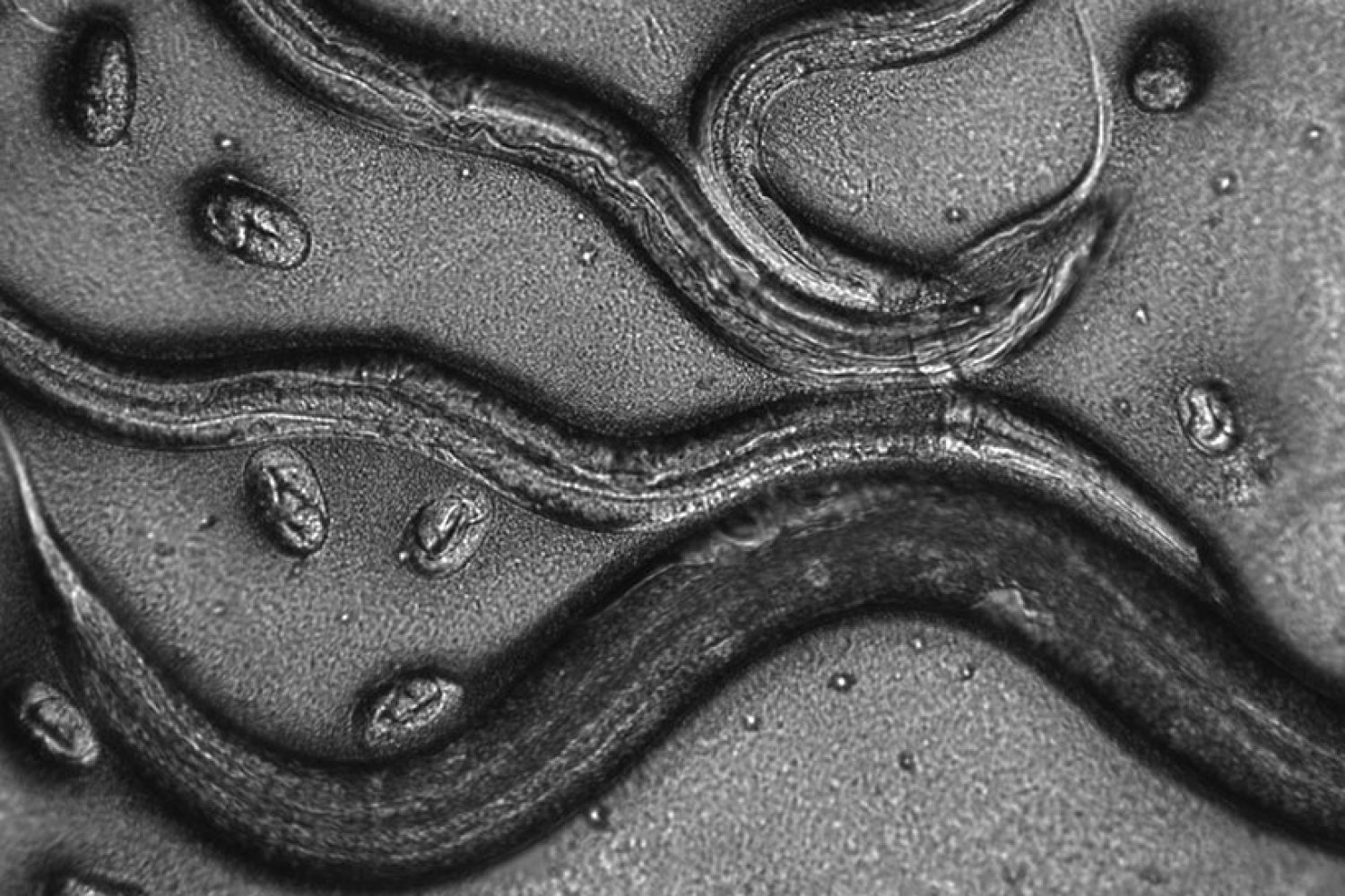 a-cell-protector-collaborates-with-a-killer