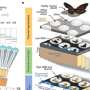 insect-eye-inspired-camera-captures-9,120-frames-per-second