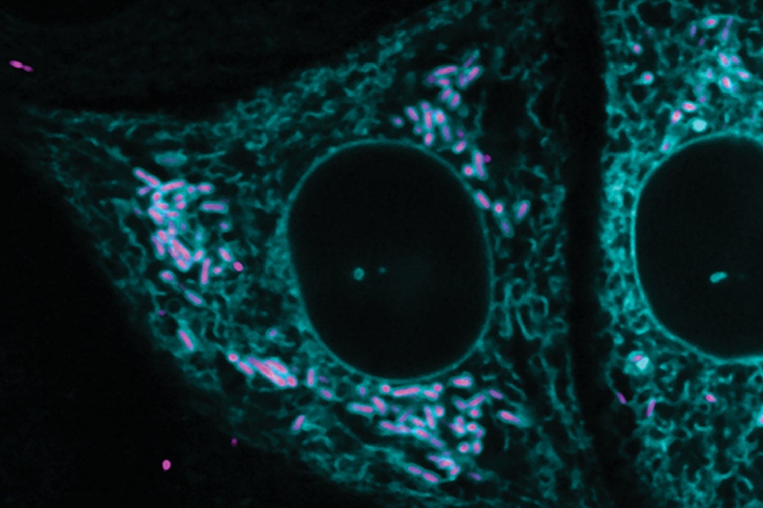 kingdoms-collide-as-bacteria-and-cells-form-captivating-connections