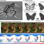 butterfly-inspired-method-for-robot-wing-movement-works-without-electronics-or-batteries
