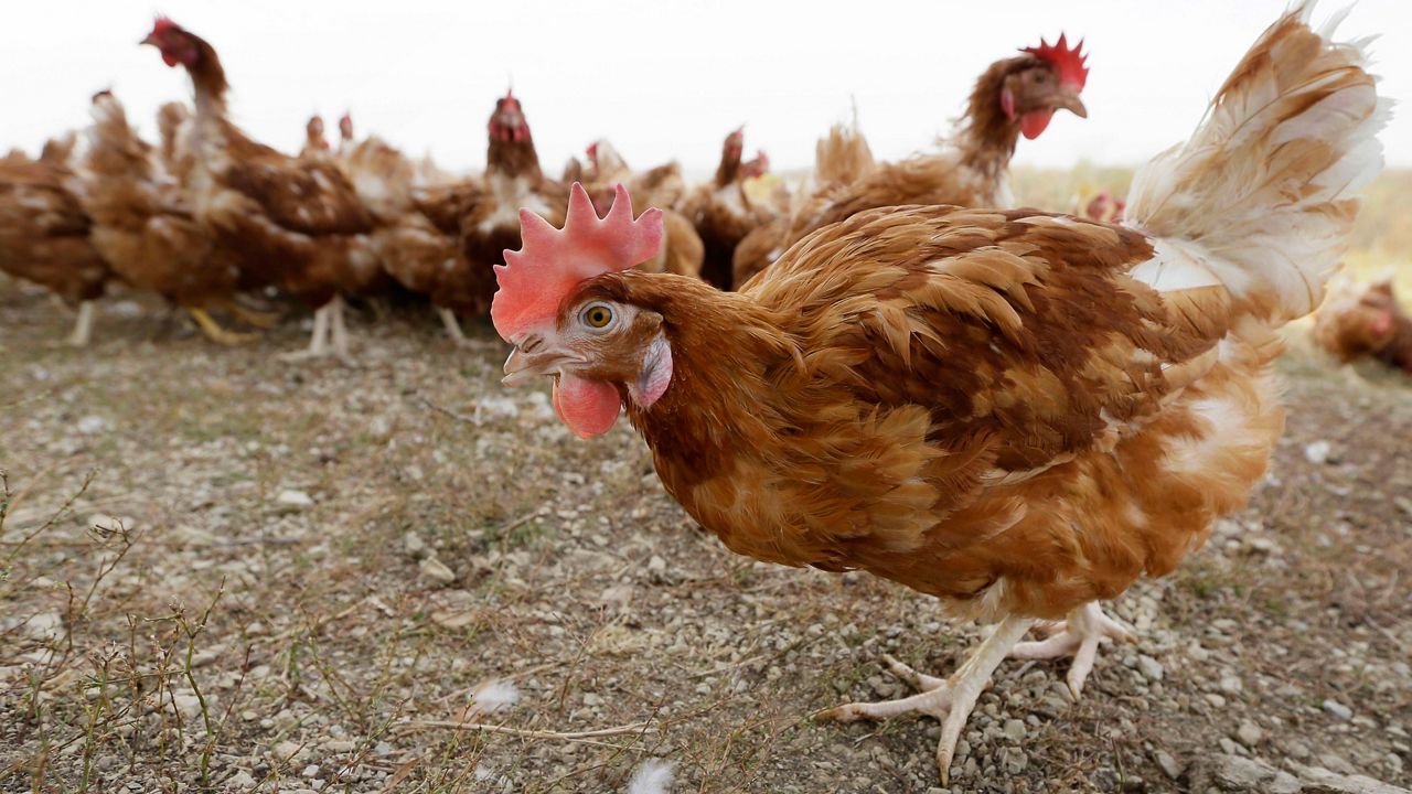 shutdown-ordered-for-nyc-live-bird-markets-after-avian-flu-cases-detected-in-poultry