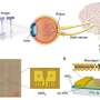 synaptic-device-array-integrates-sensing,-memory,-and-processing-for-artificial-vision