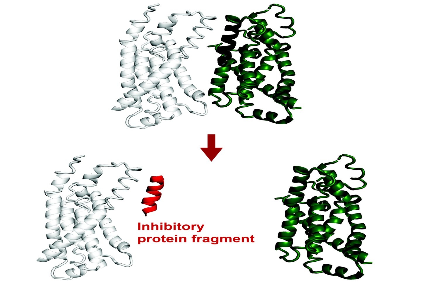 ai-system-predicts-protein-fragments-that-can-bind-to-or-inhibit-a-target