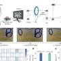 first-two-way-adaptive-brain-computer-interface-enhances-communication-efficiency