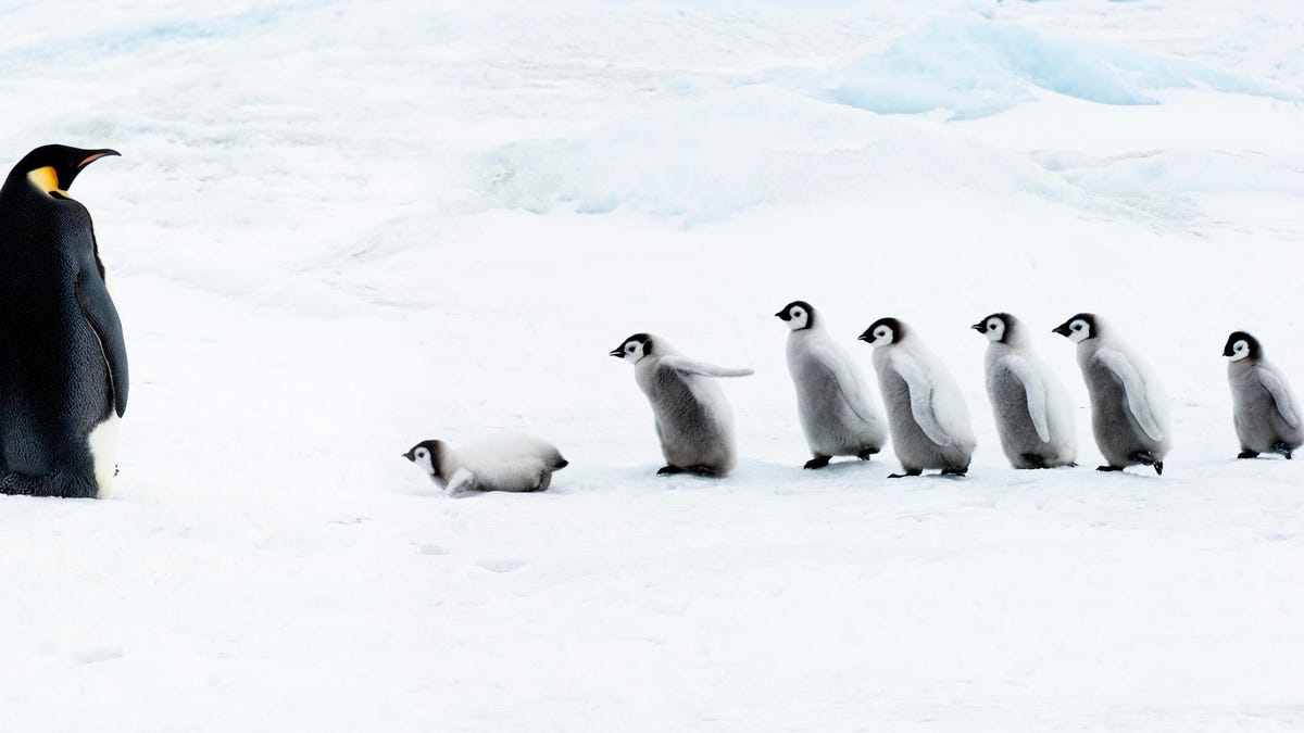 7-linux-distros-you-should-avoid-until-you’ve-mastered-the-command-line