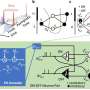neuromorphic-system-uses-quantum-effects-to-find-optimal-solutions-to-complex-problems
