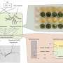 cracking-the-code:-synthetic-lichen-system-shows-potential-for-self-healing-concrete