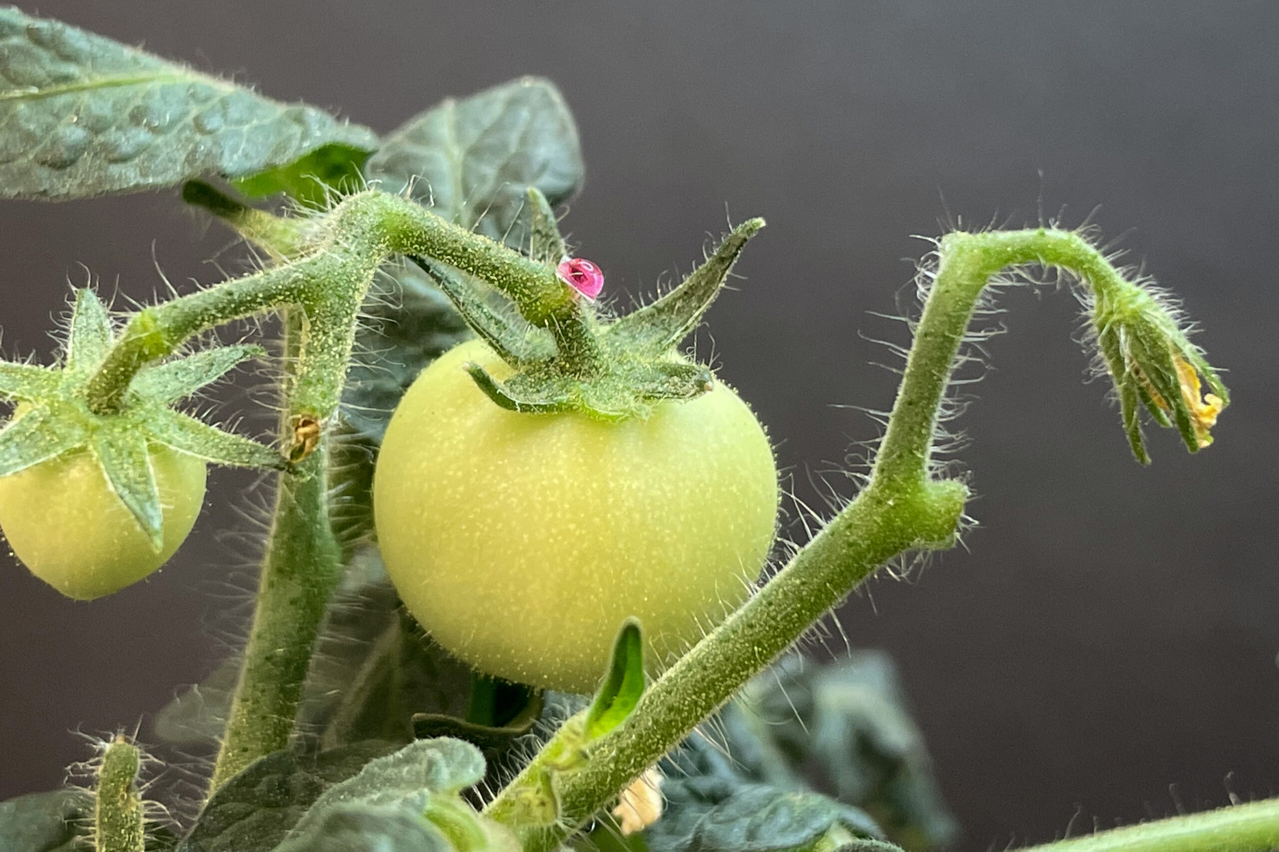 will-the-vegetables-of-the-future-be-fortified-using-tiny-needles?