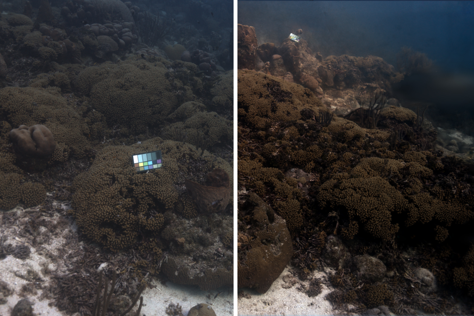 imaging-technique-removes-the-effect-of-water-in-underwater-scenes