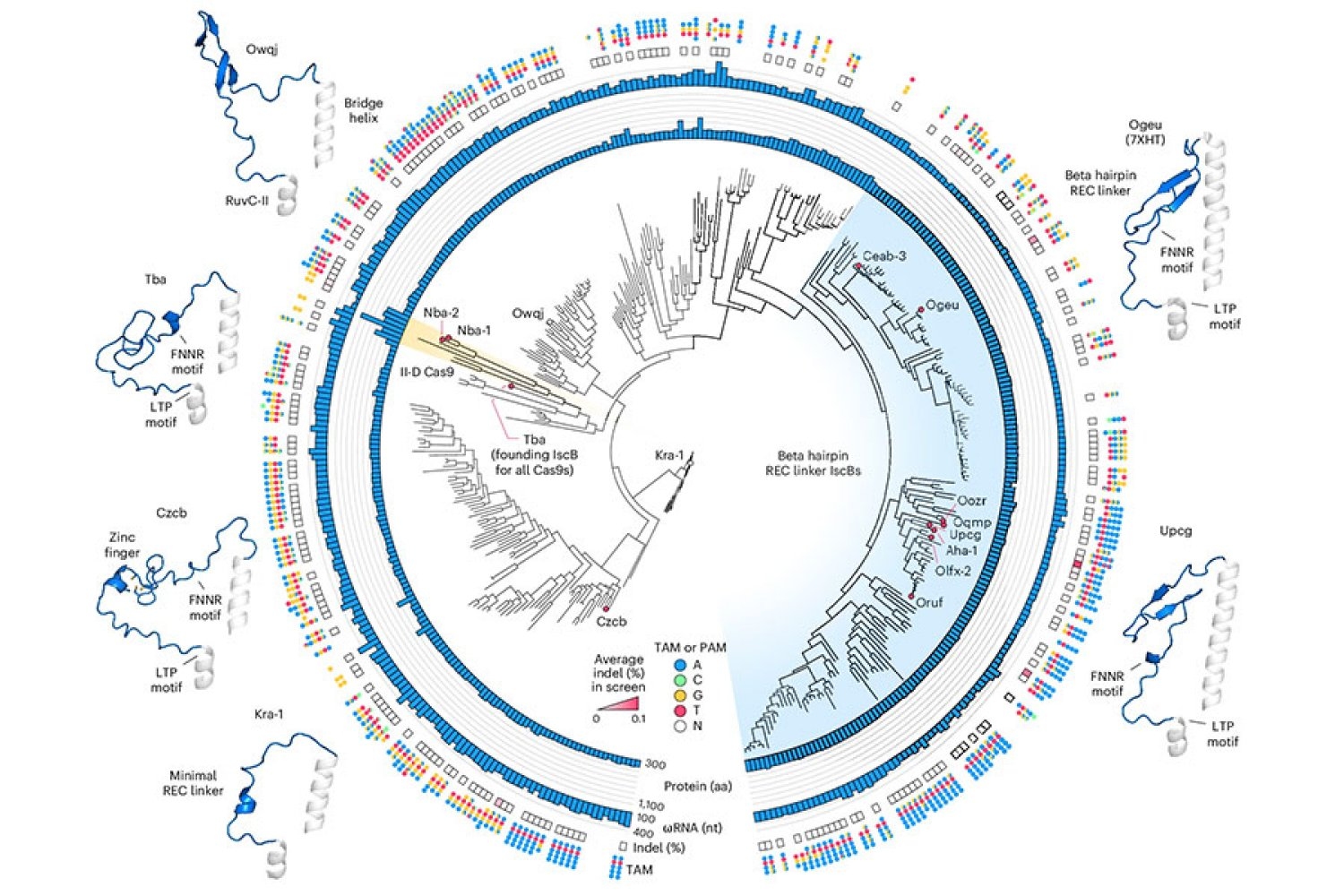 rationale-engineering-generates-a-compact-new-tool-for-gene-therapy