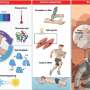 self-healing-electronic-material-uses-graphene-and-polymer-blend-to-mimic-skin