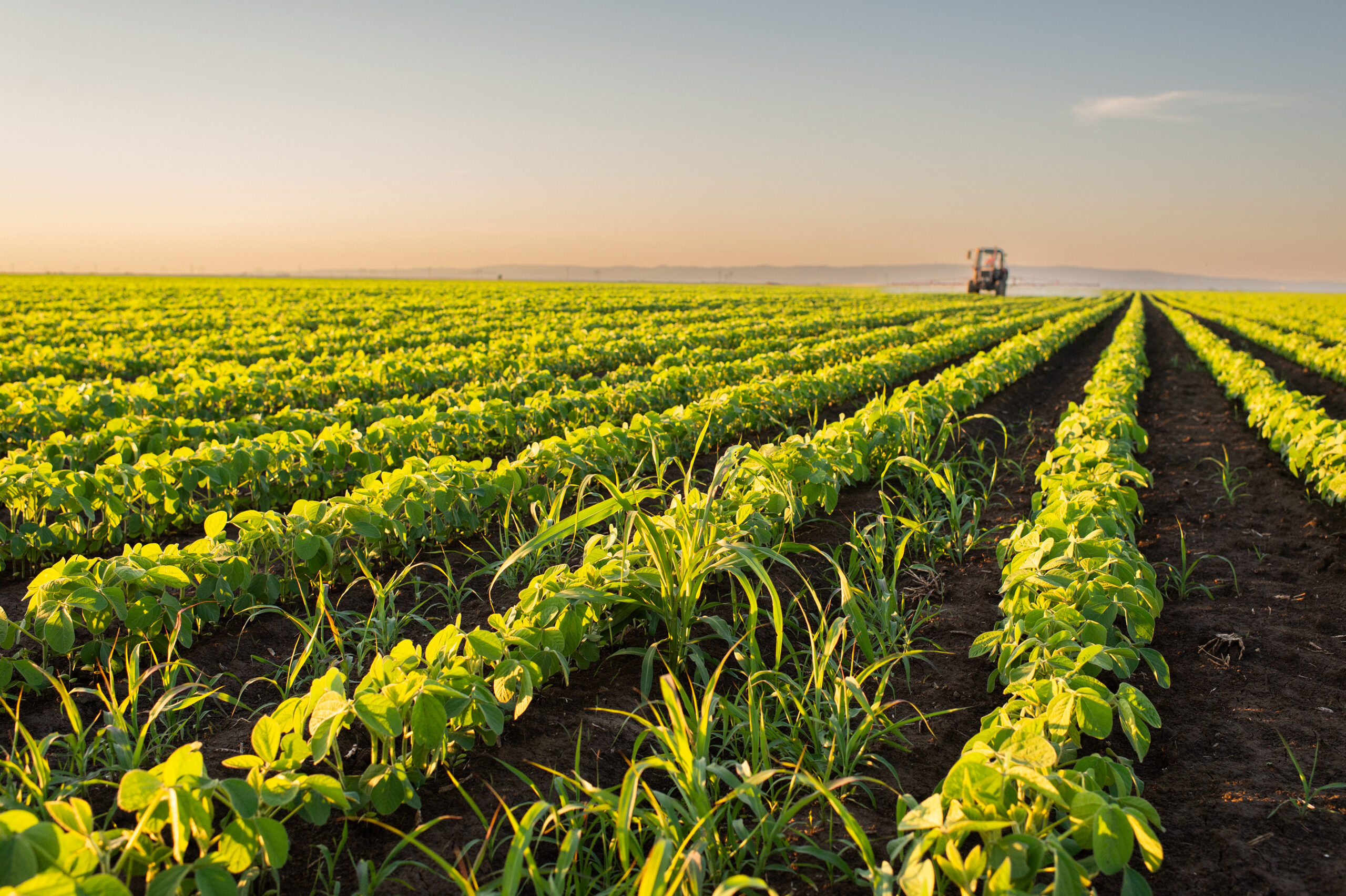 study-shows-how-a-common-fertilizer-ingredient-benefits-plants
