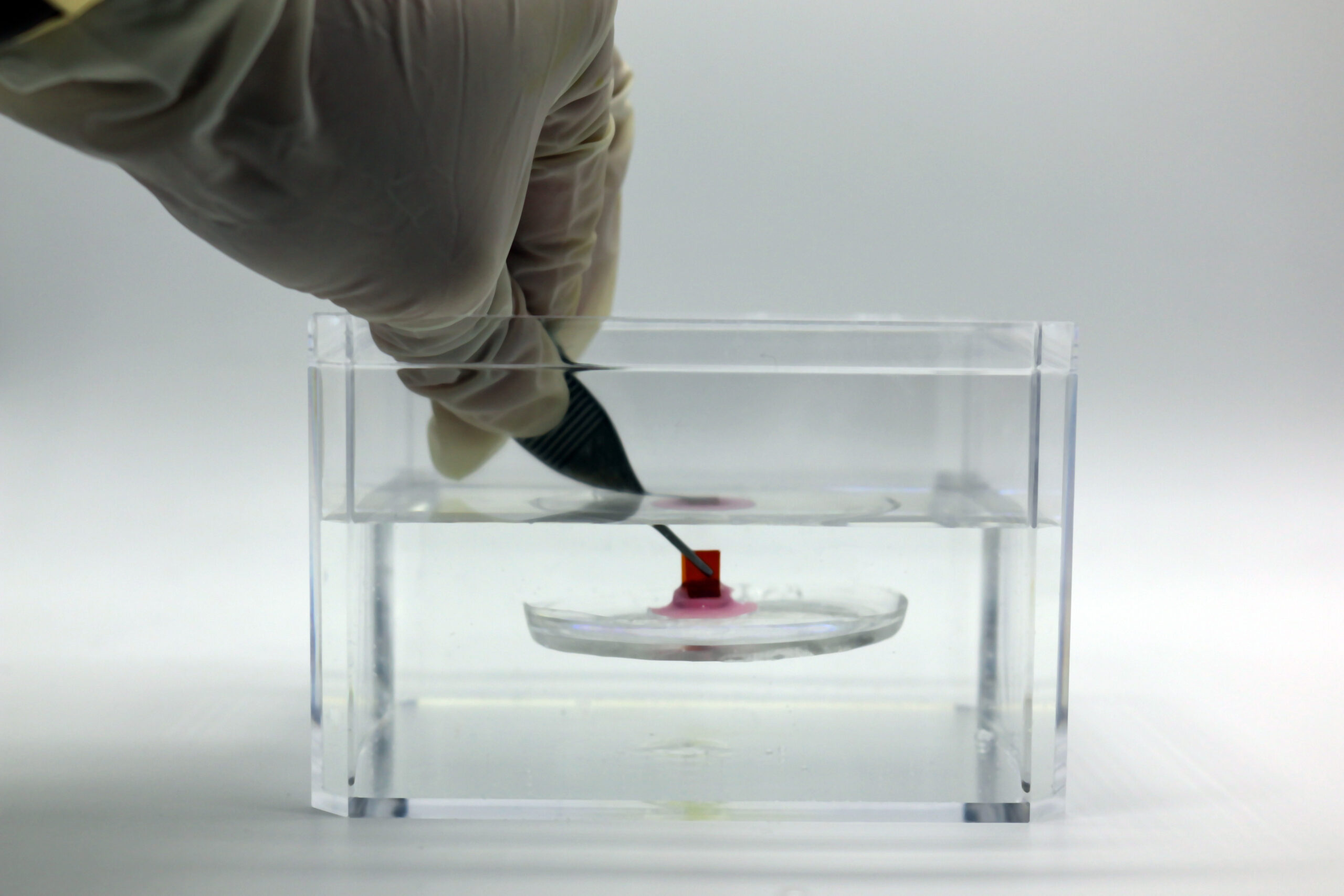 adhesive-inspired-by-hitchhiking-sucker-fish-sticks-to-soft-surfaces-underwater