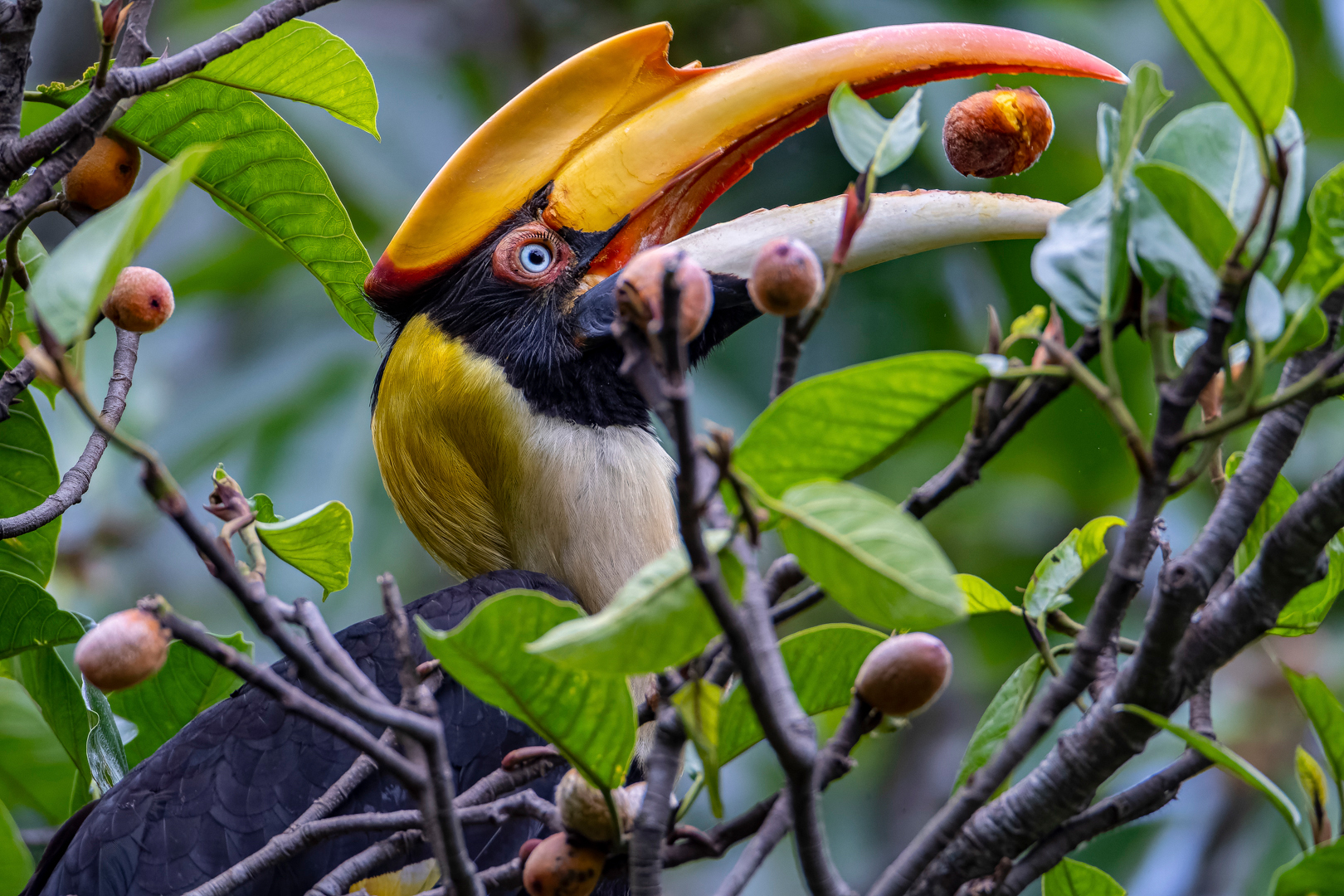 why-animals-are-a-critical-part-of-forest-carbon-absorption