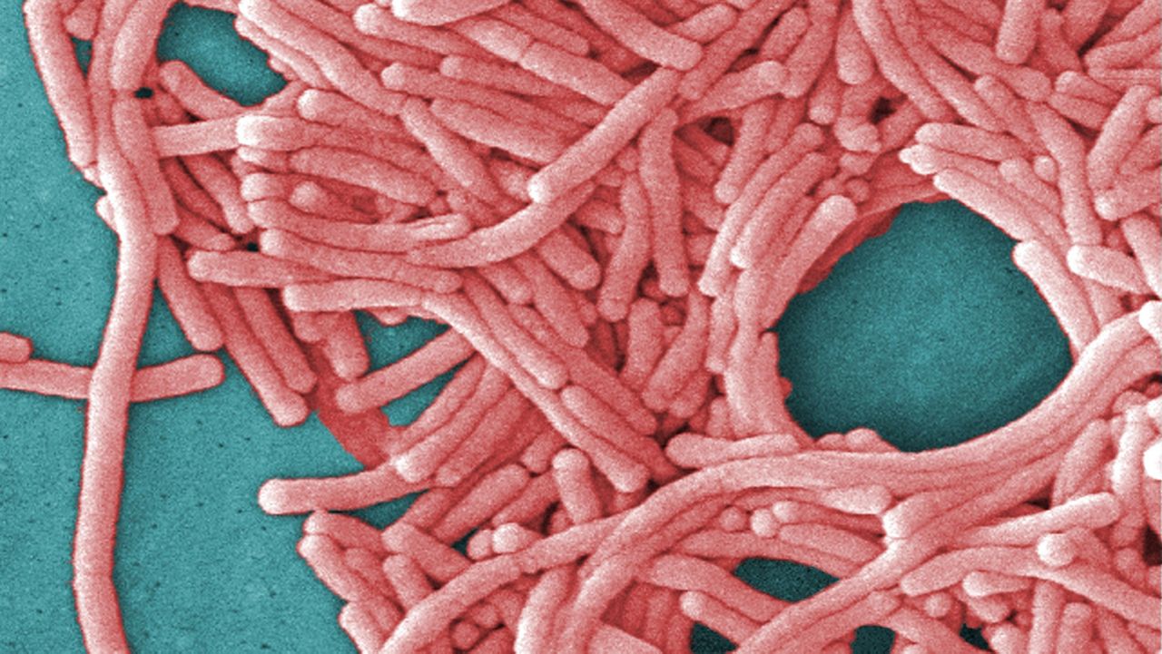 third-death-reported-in-harlem-legionnaires’-disease-outbreak