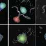 tiny-robots-use-sound-to-self-organize-into-intelligent-groups