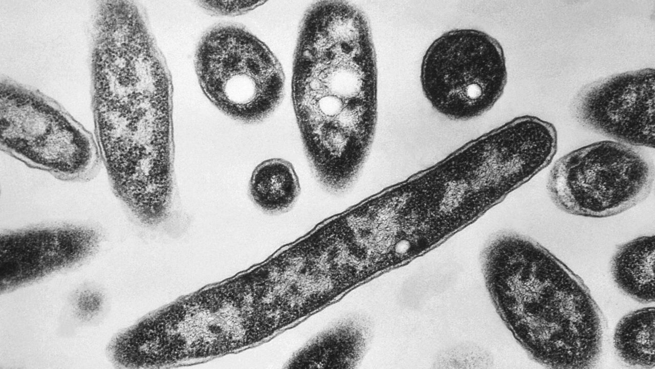 fourth-person-dies-after-legionnaires’-outbreak-sickens-dozens-in-new-york-city
