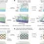 nanoengineered-electrode-material-boosts-cycling-and-efficiency-in-li-metal-batteries
