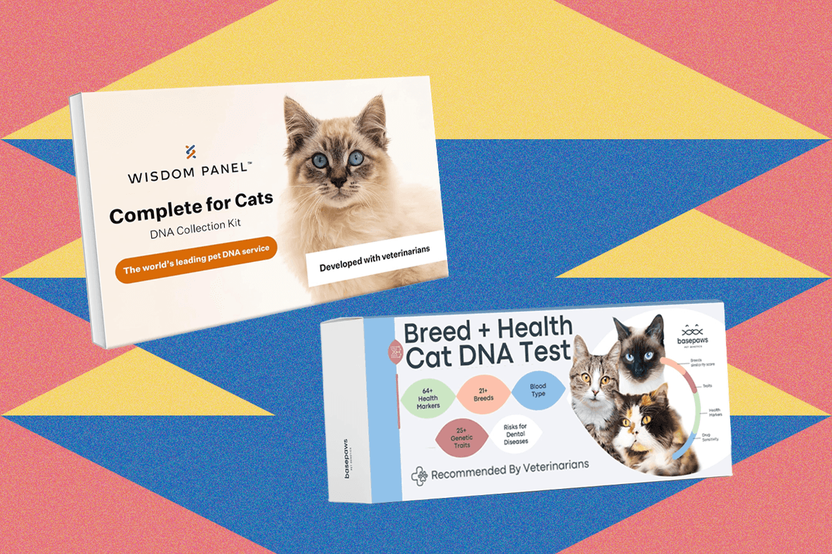 i-tried-the-best-at-home-pet-dna-test-kits-on-my-two-cats-(2025)