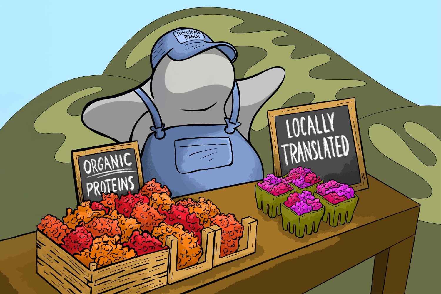 locally-produced-proteins-help-mitochondria-function