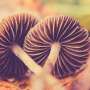 from-mushrooms-to-new-architecture:-the-rise-of-living,-self-healing-buildings