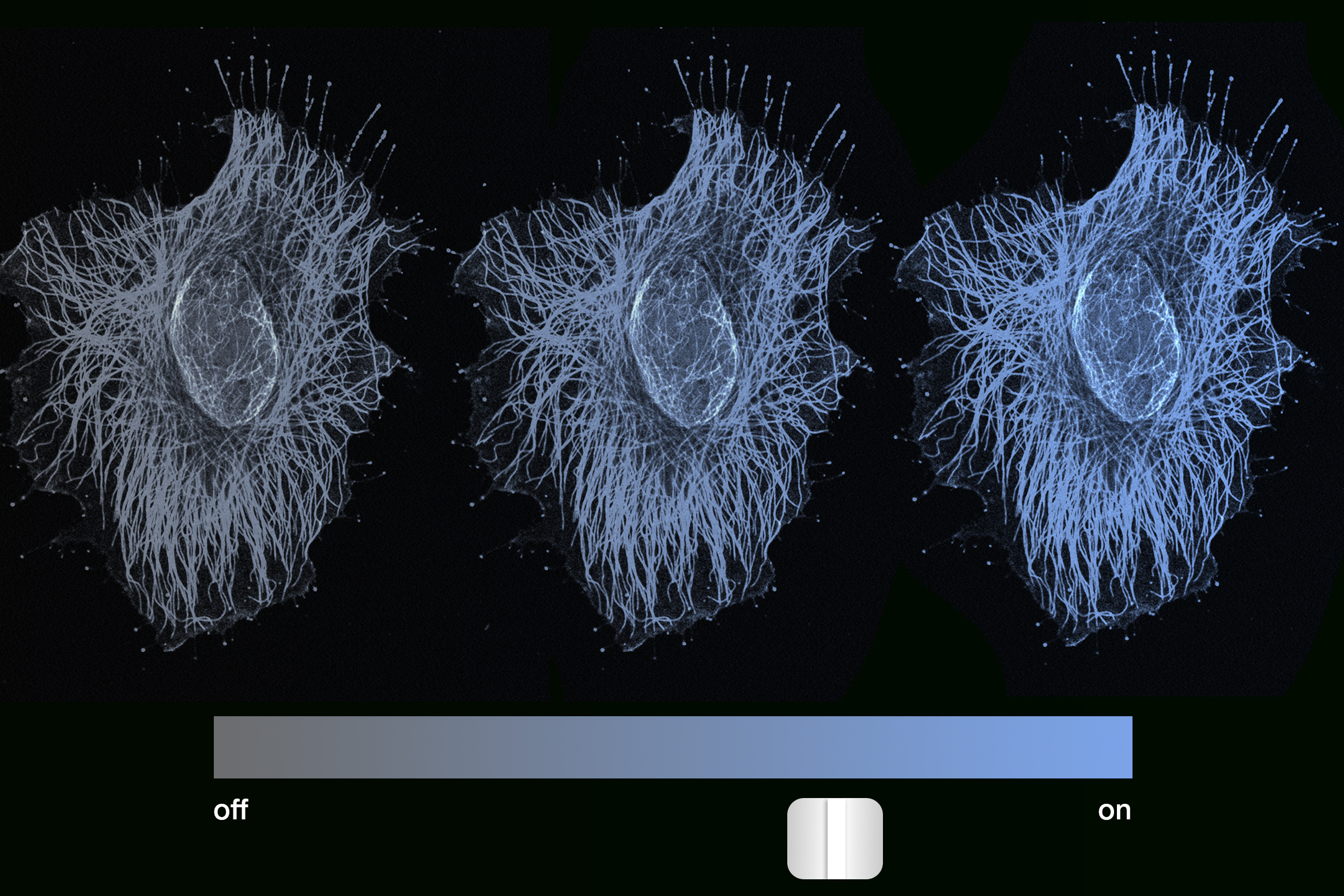 study-finds-cell-memory-can-be-more-like-a-dimmer-dial-than-an-on/off-switch