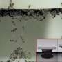 ant-swarm-simulation-unlocks-possibilities-in-materials-engineering,-robot-navigation-and-traffic-control