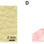 ‘drop-printing’-shows-potential-for-constructing-bioelectronic-interfaces-that-conform-to-complex-surfaces