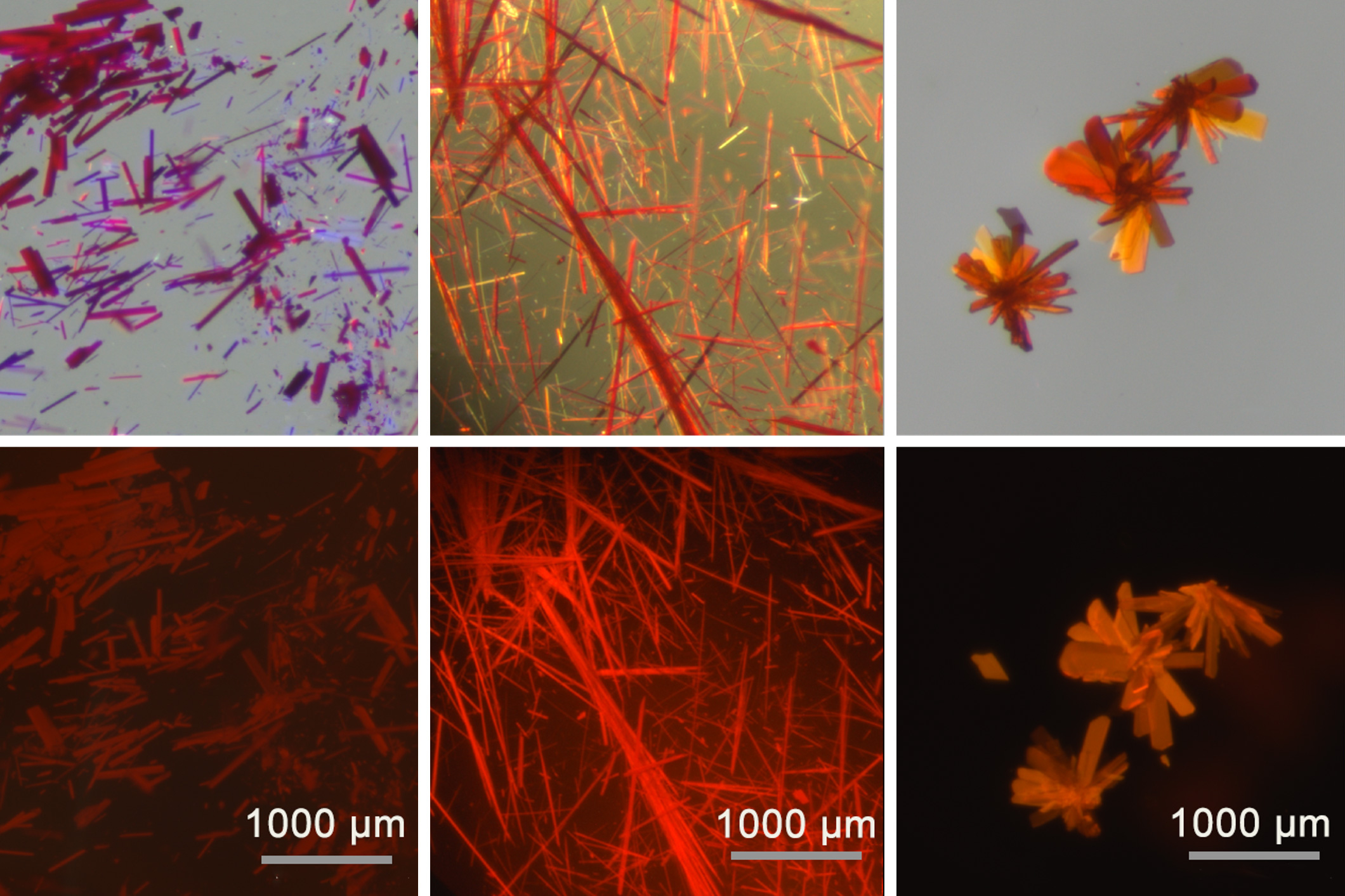 chemists-create-red-fluorescent-dyes-that-may-enable-clearer-biomedical-imaging