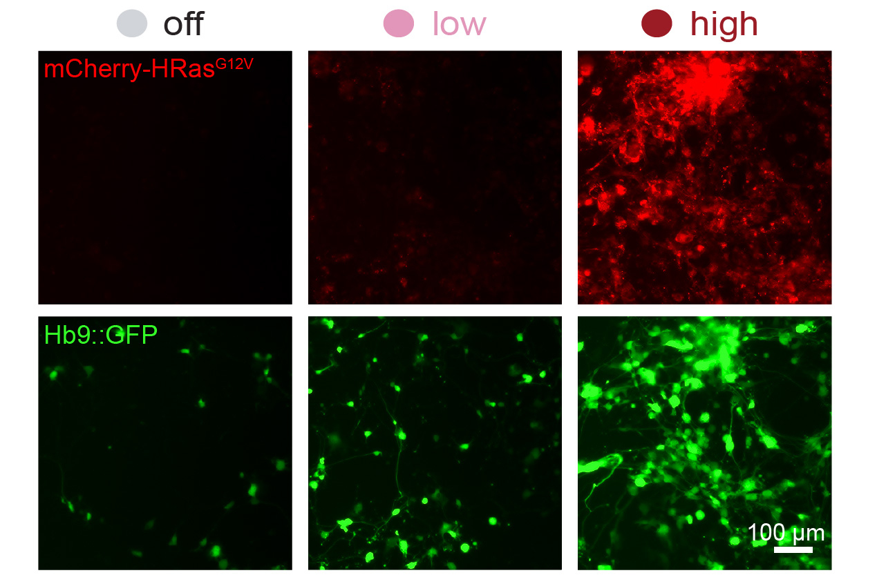 a-new-system-can-dial-expression-of-synthetic-genes-up-or-down