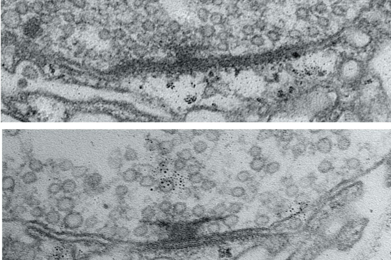 neural-activity-helps-circuit-connections-mature-into-optimal-signal-transmitters