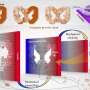 harnessing-disorder:-metamaterials-researchers-achieve-static-mechanical-cloaking-and-camouflage