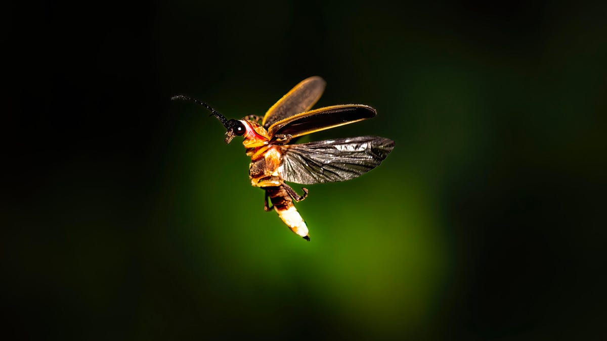 don’t-know-photoshop?-adobe’s-new-ai-tool-can-do-image-edits-for-you-now-–-just-ask