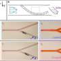 researchers-pioneer-pathway-to-mechanical-intelligence-by-breaking-symmetry-in-soft-composite-materials