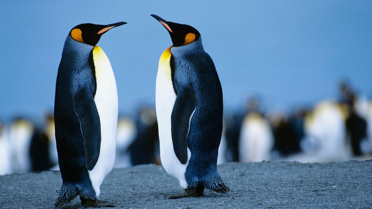 debian-vs.-ubuntu:-which-linux-distro-is-right-for-you?