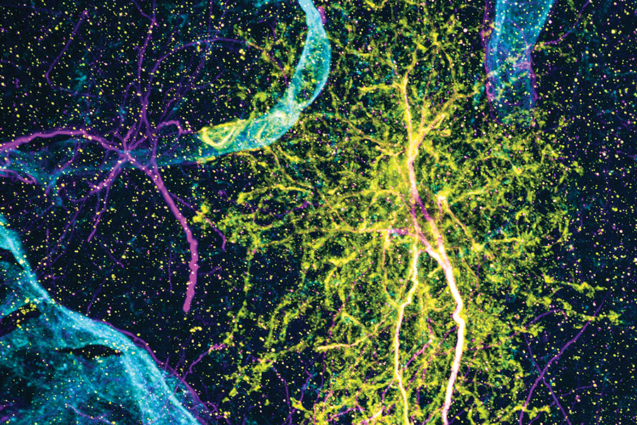 astrocyte-diversity-across-space-and-time