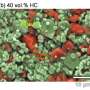 sodium-ion-batteries-can-charge-faster-than-lithium-counterparts-with-hard-carbon-electrodes